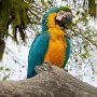 Yellow Macaw